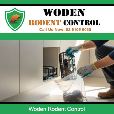 Woden Rodent Control specialist conducting indoor rat removal service in Woden ACT
