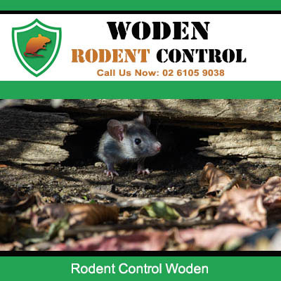Wild rat hiding under rocks in Woden yard requiring professional rodent control